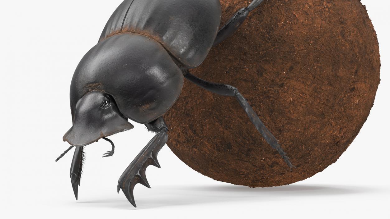 Roller Beetle Pushing Sphere Dirt Fur 3D