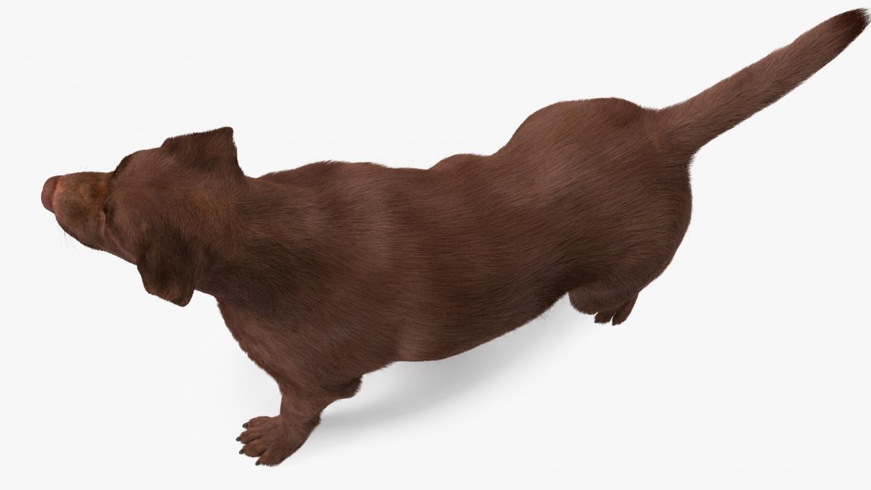 3D Labrador Dog Brown Standing Fur