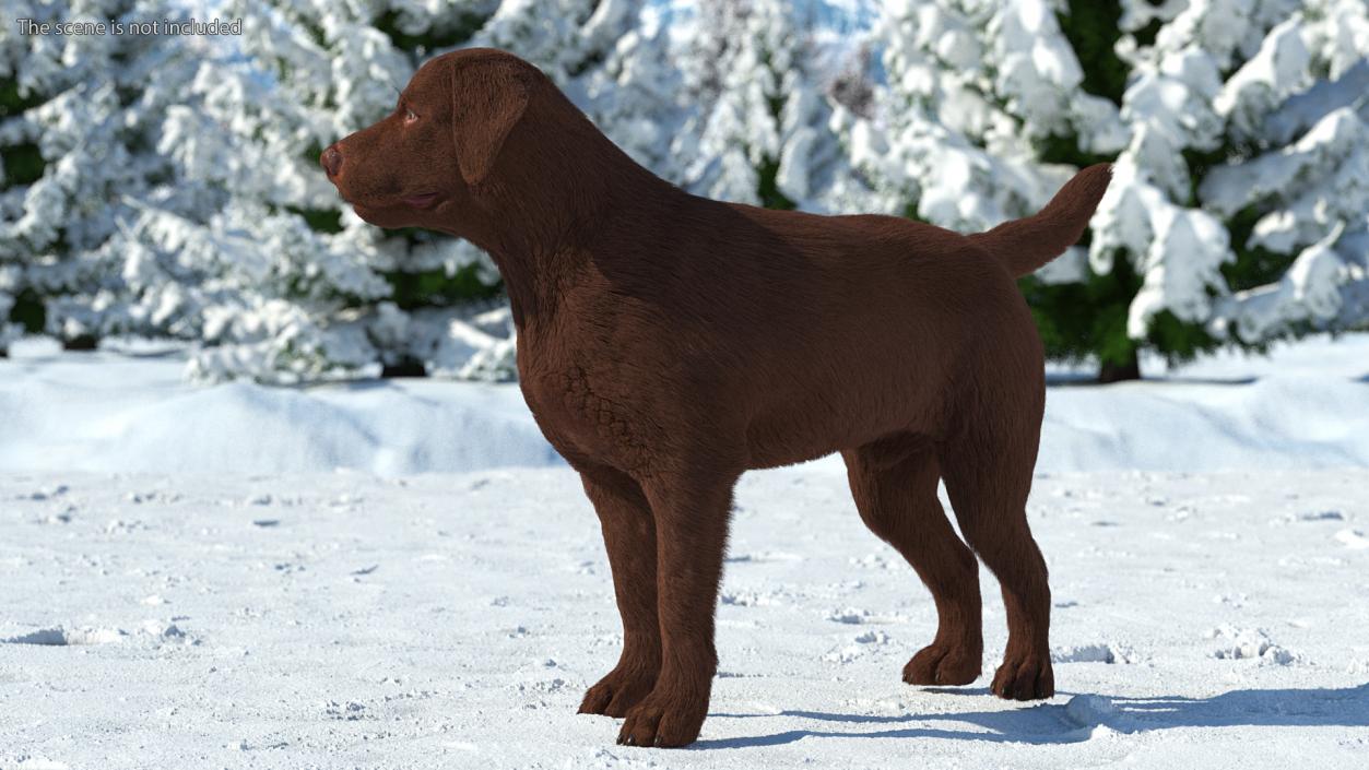 3D Labrador Dog Brown Standing Fur