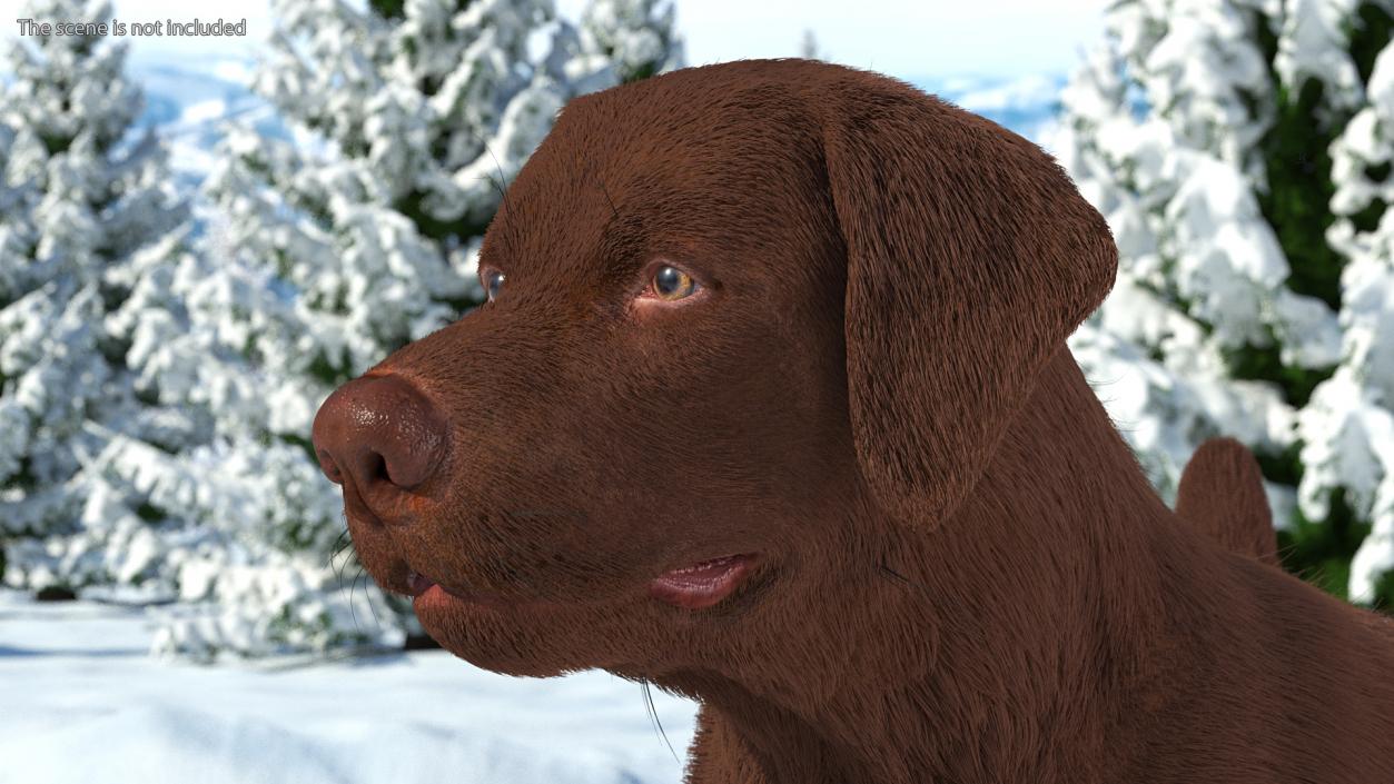 3D Labrador Dog Brown Standing Fur