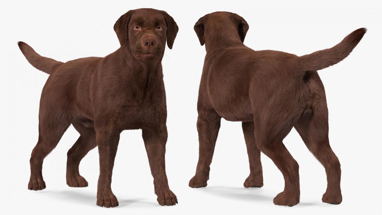 3D Labrador Dog Brown Standing Fur