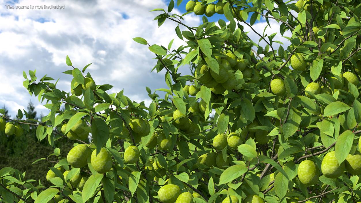 3D Green Plum Fruit Tree