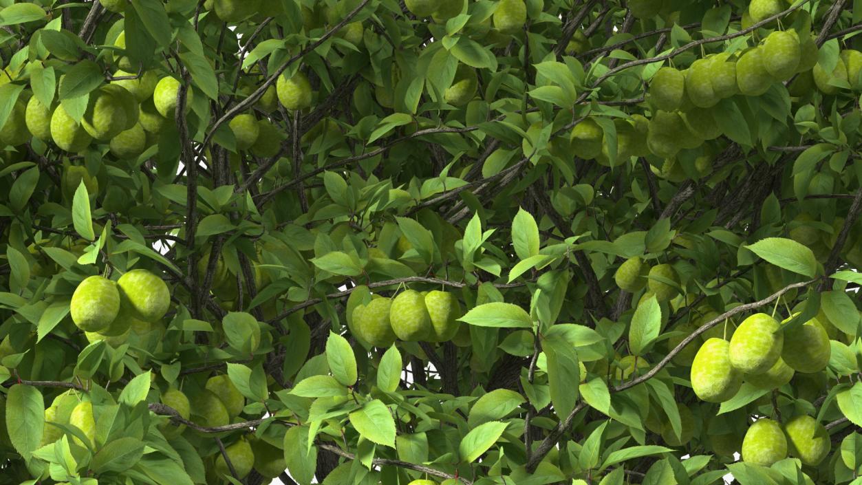 3D Green Plum Fruit Tree