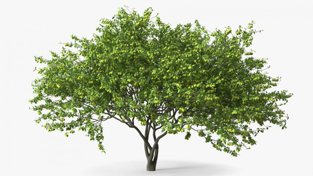 3D Green Plum Fruit Tree