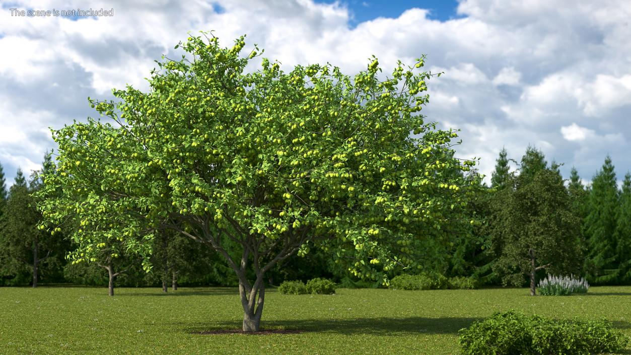 3D Green Plum Fruit Tree