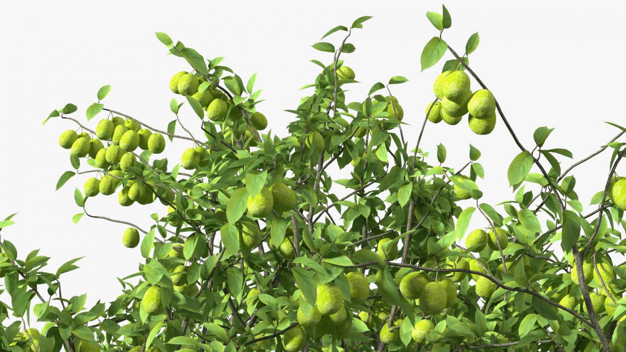 3D Green Plum Fruit Tree