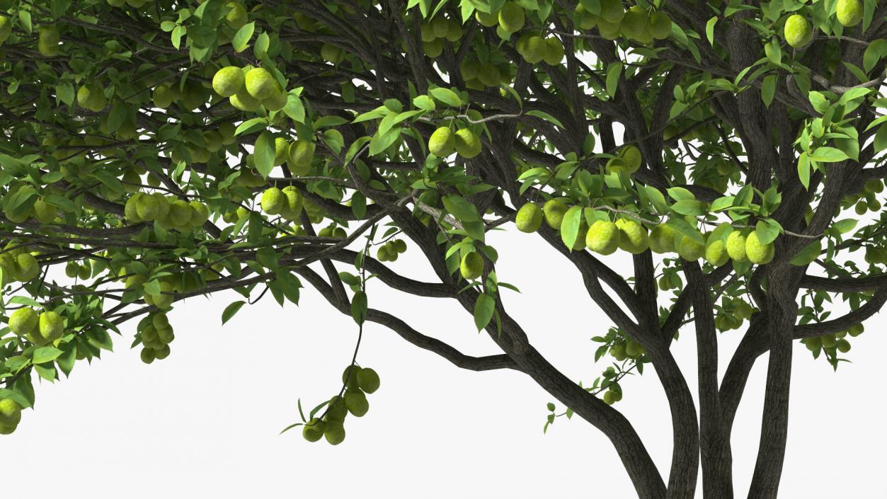 3D Green Plum Fruit Tree