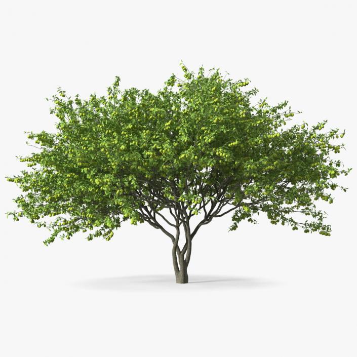 3D Green Plum Fruit Tree