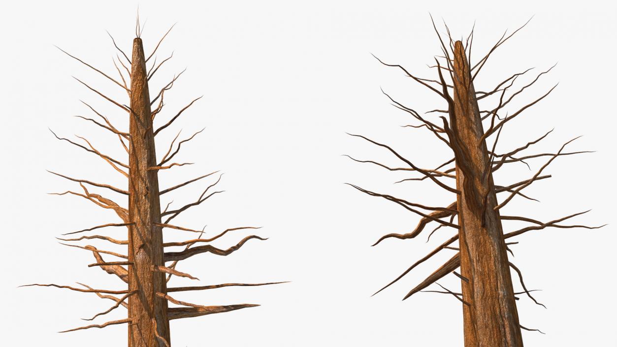 Giant Sequoia Trunk 3D model