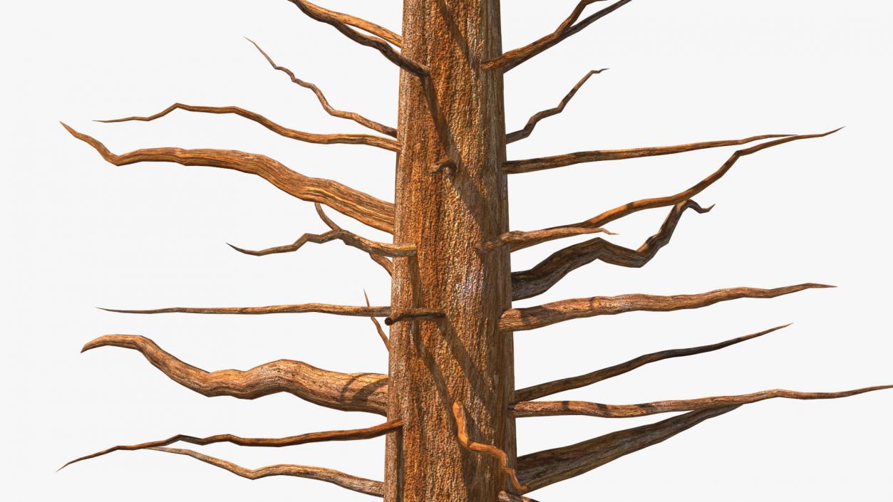 Giant Sequoia Trunk 3D model