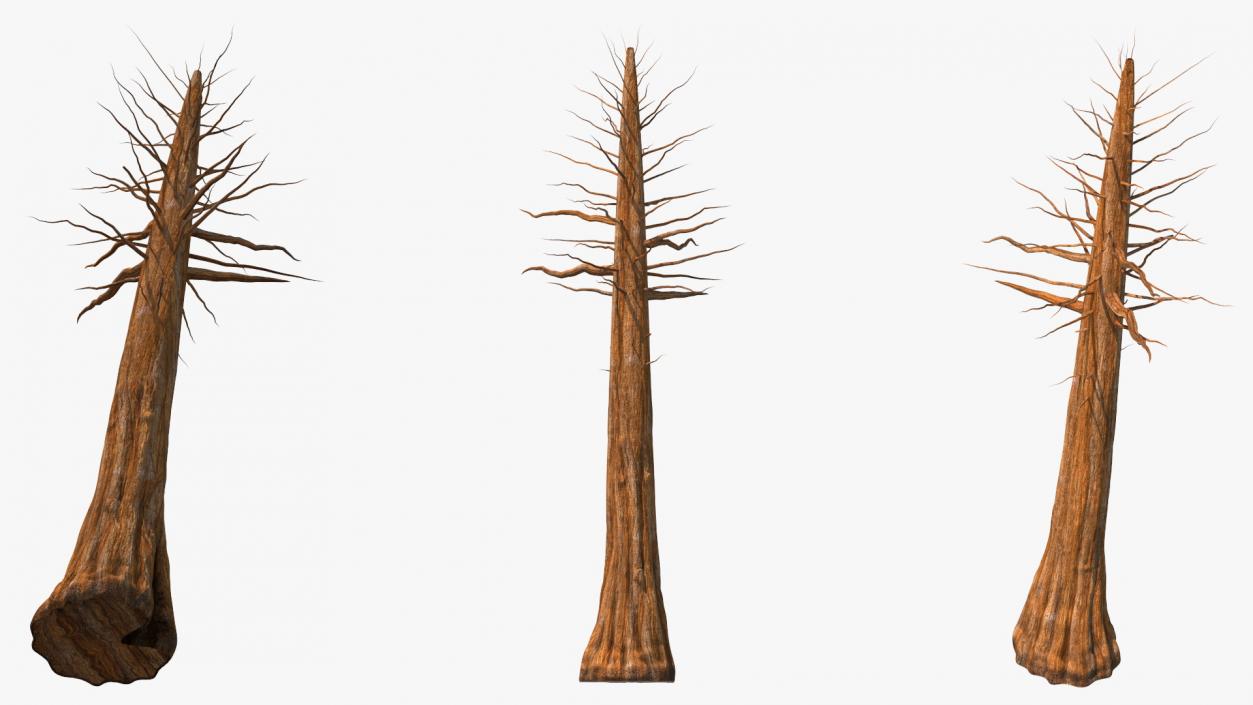 Giant Sequoia Trunk 3D model