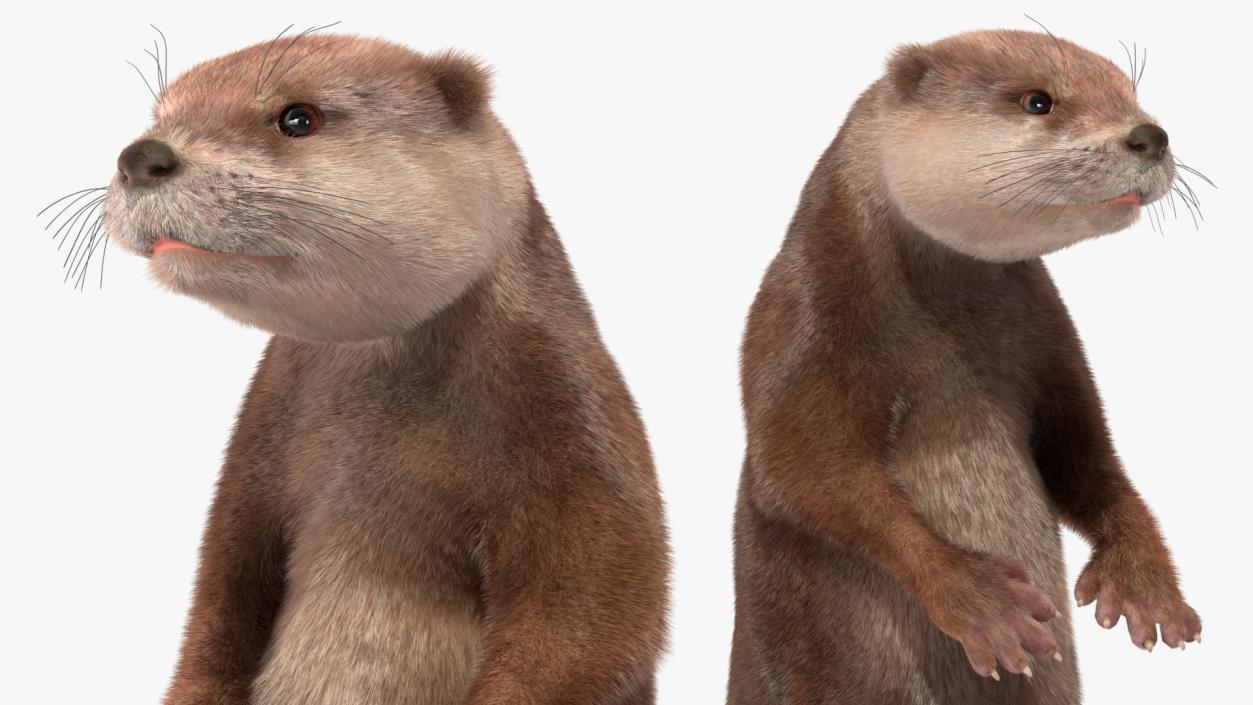 River Otter Standing Pose Fur 3D model