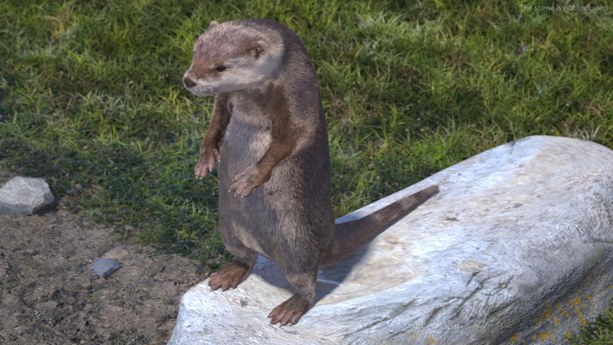 River Otter Standing Pose Fur 3D model