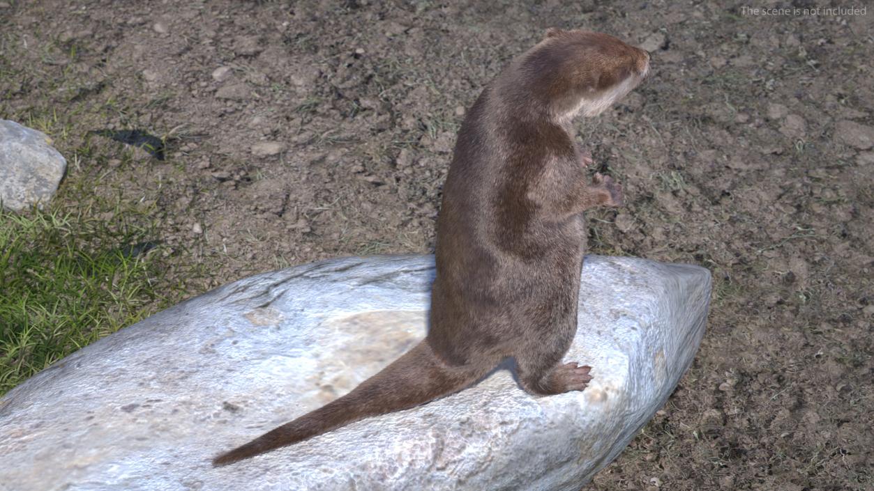 River Otter Standing Pose Fur 3D model