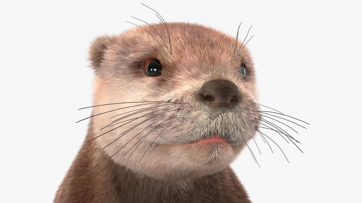 River Otter Standing Pose Fur 3D model