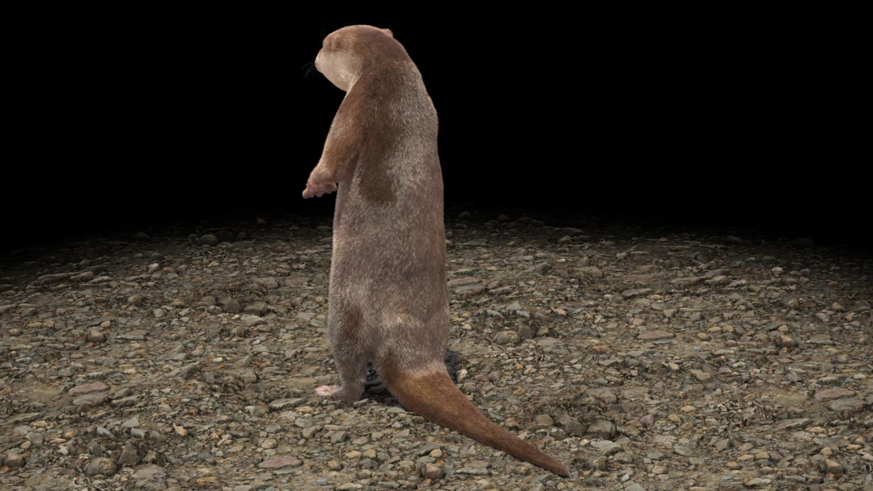 River Otter Standing Pose Fur 3D model