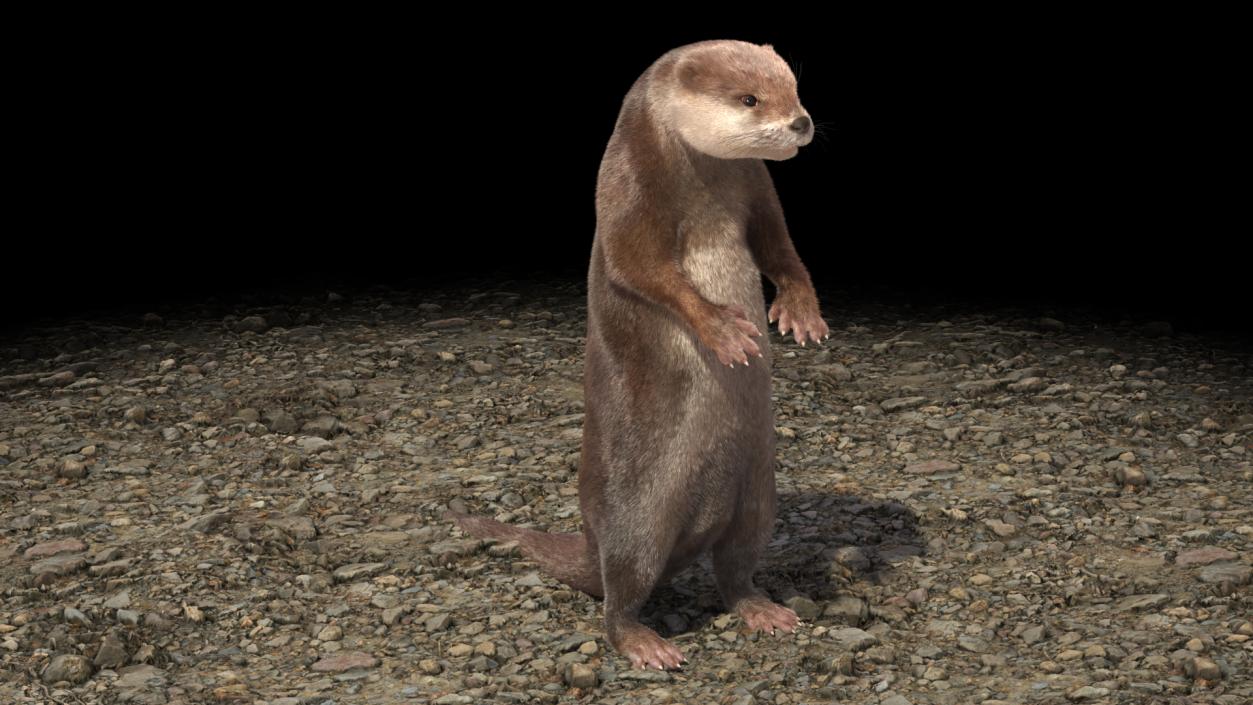 River Otter Standing Pose Fur 3D model