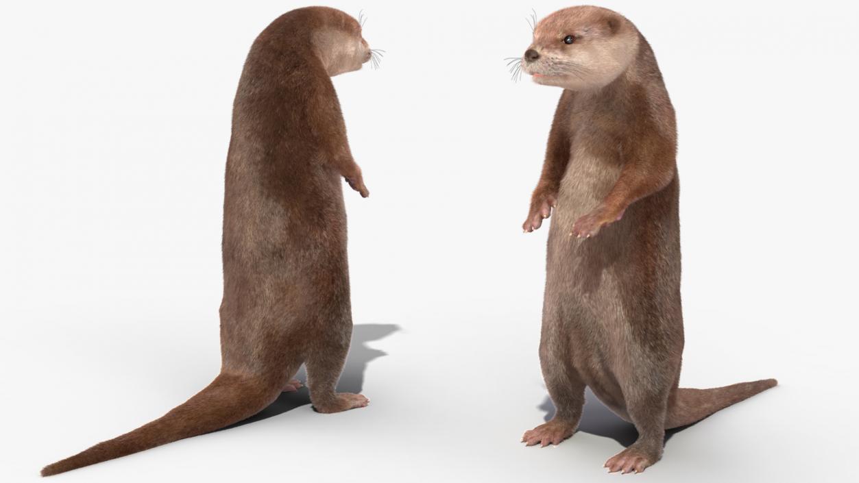 River Otter Standing Pose Fur 3D model