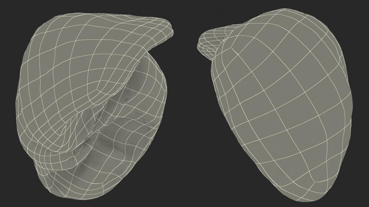 3D Human Liver