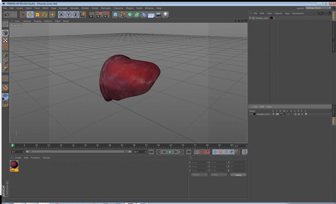 3D Human Liver