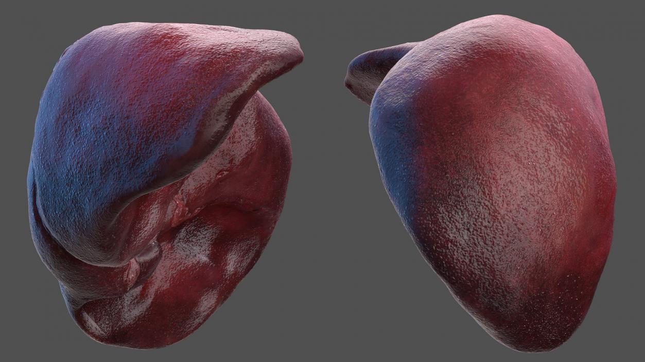 3D Human Liver