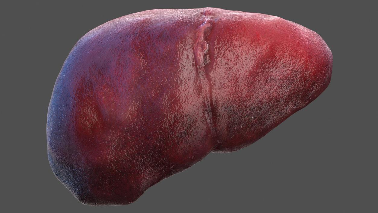 3D Human Liver