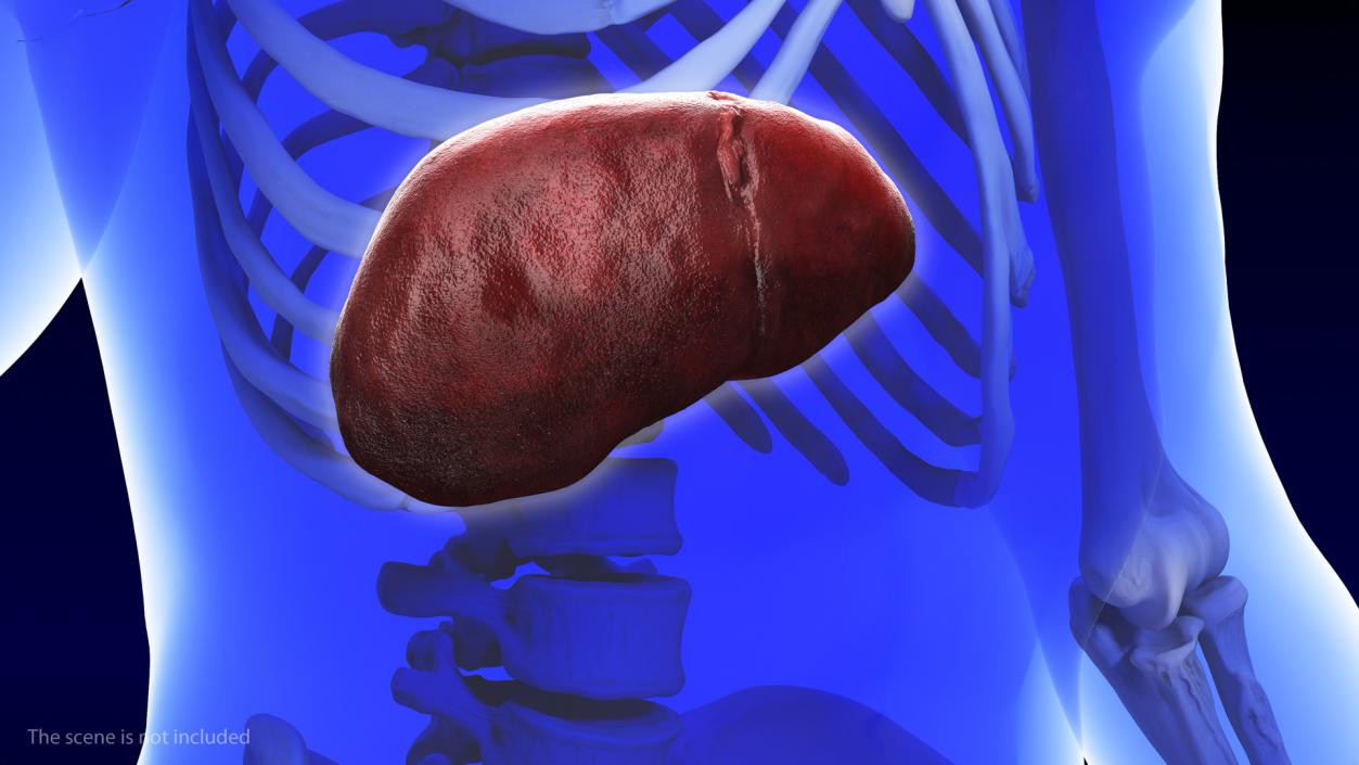 3D Human Liver