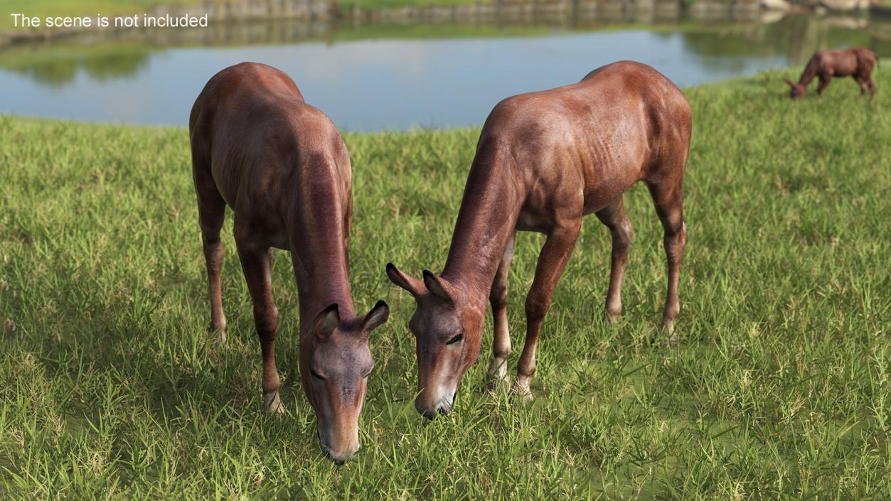 3D model Eating Bay Mule