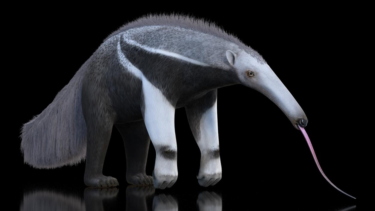 Anteater Standing Pose 3D