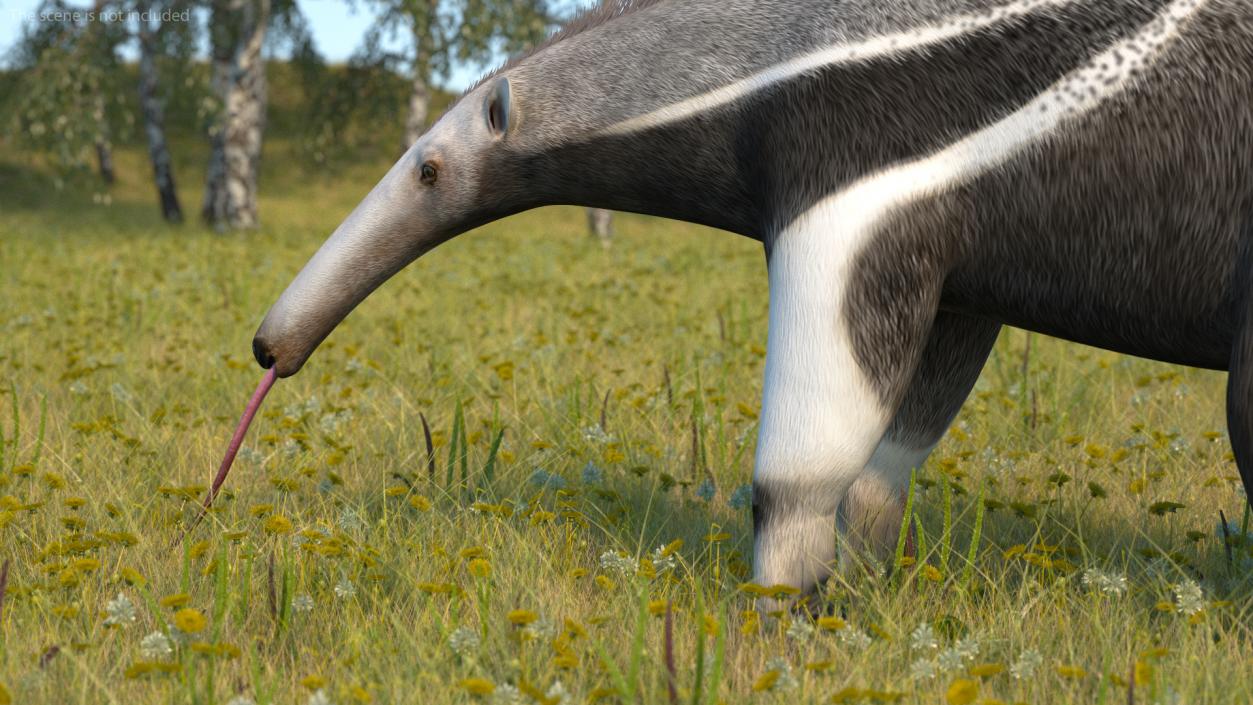 Anteater Standing Pose 3D