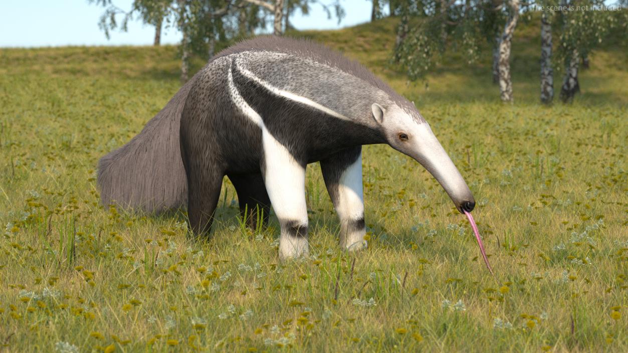 Anteater Standing Pose 3D