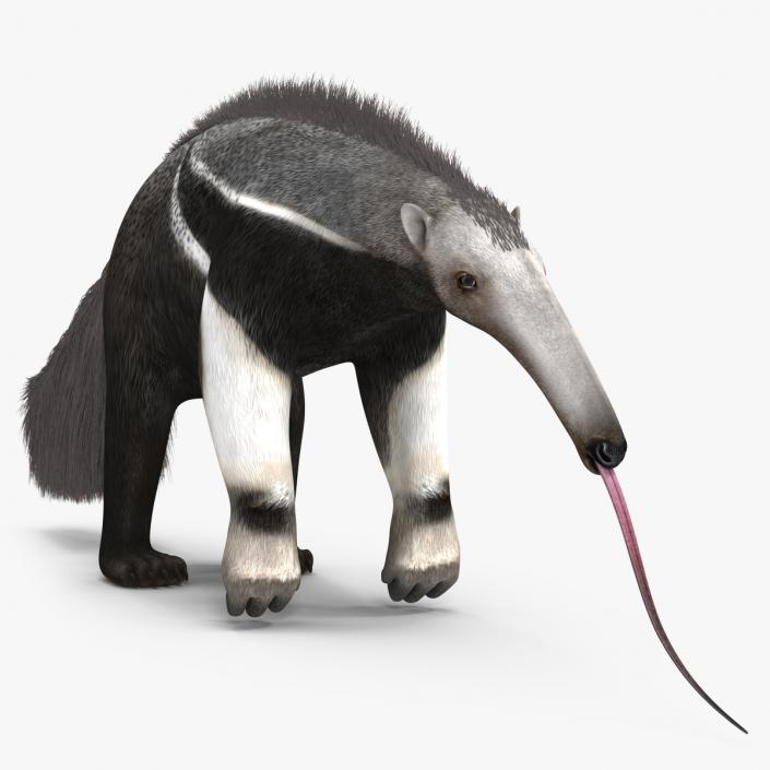 Anteater Standing Pose 3D