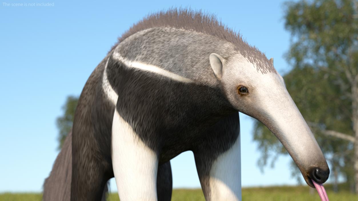 Anteater Standing Pose 3D