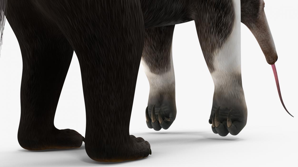 Anteater Standing Pose 3D