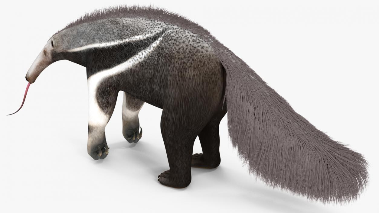 Anteater Standing Pose 3D