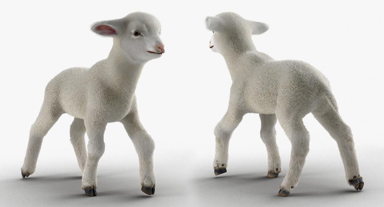 3D Rigged Farm Animals Big Collection 3