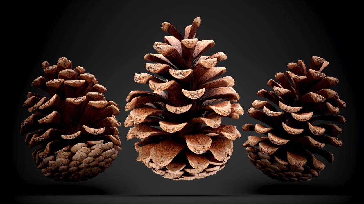 3D Pine Cones Collection