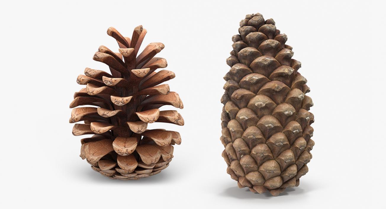 3D Pine Cones Collection