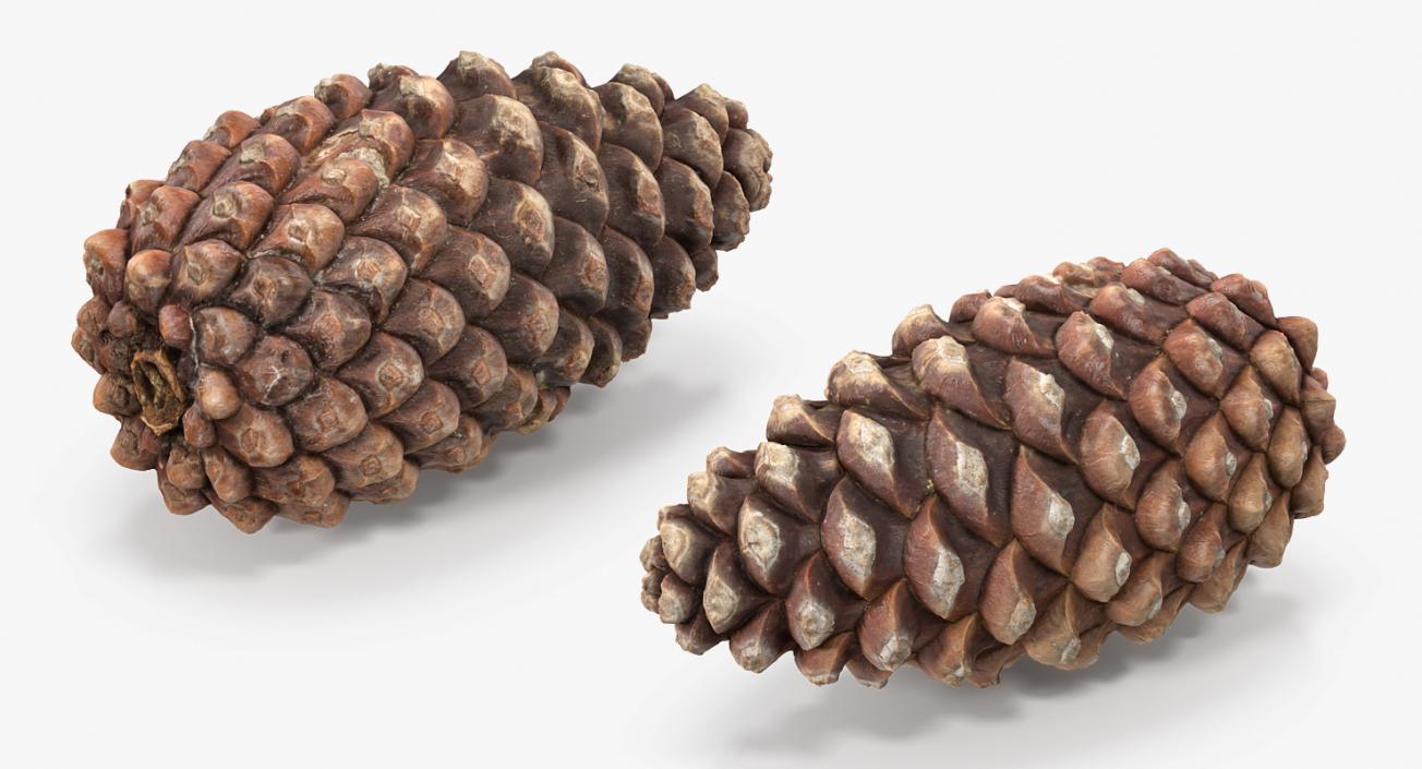 3D Pine Cones Collection