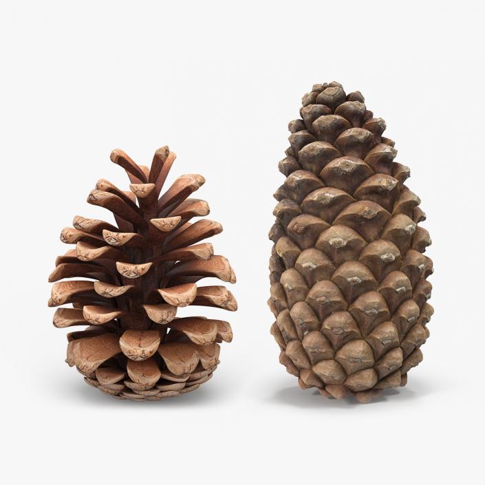 3D Pine Cones Collection