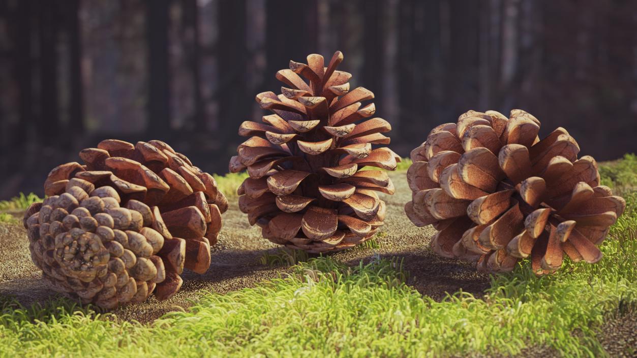 3D Pine Cones Collection