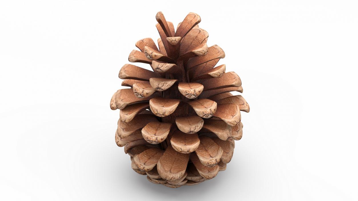 3D Pine Cones Collection