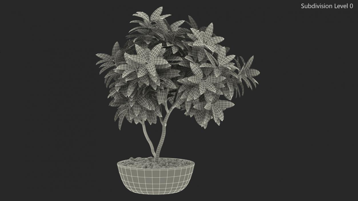 Flower Pot Plumeria 3D model