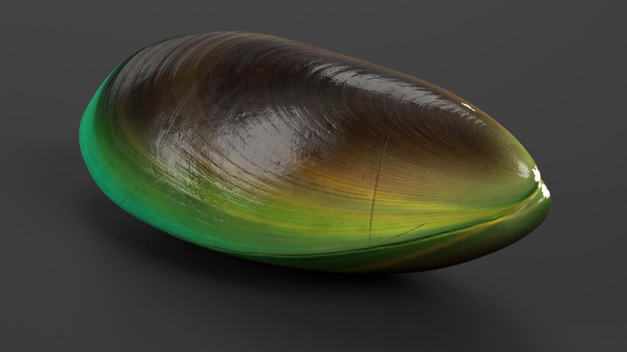 3D Green Lipped Clam Shell model