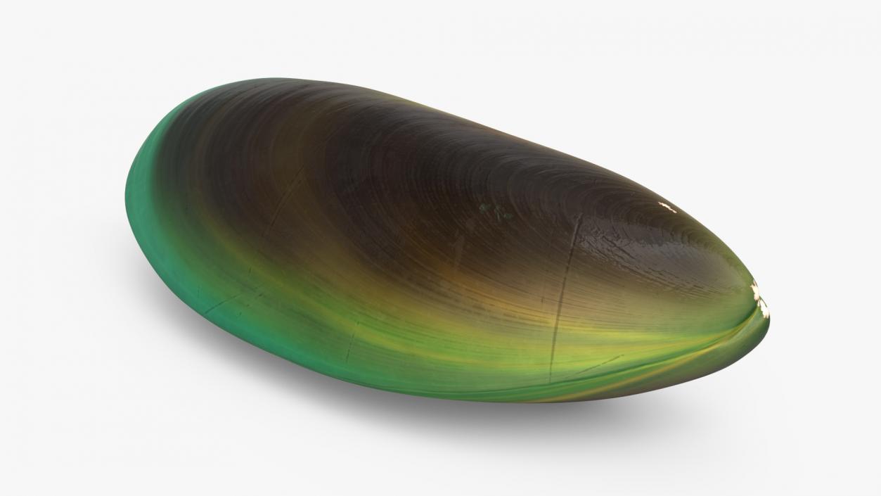 3D Green Lipped Clam Shell model