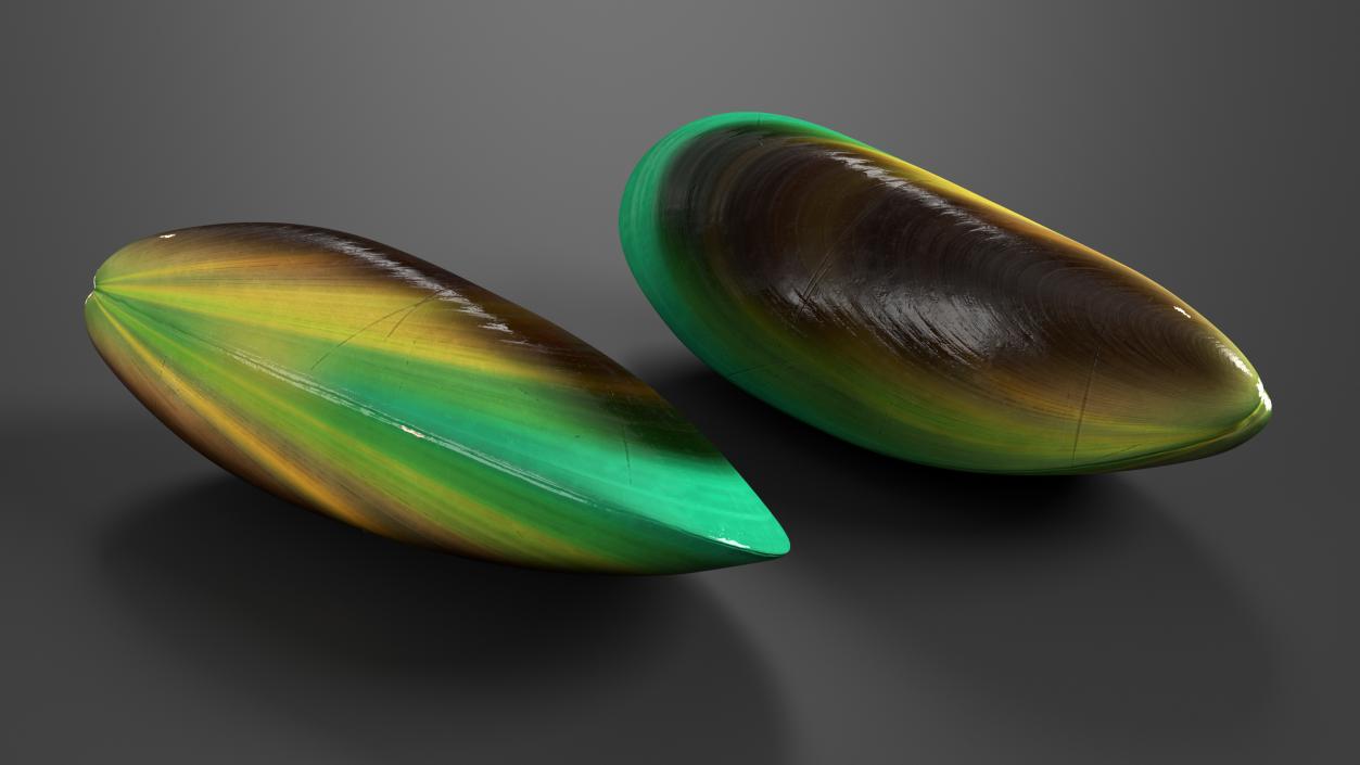 3D Green Lipped Clam Shell model