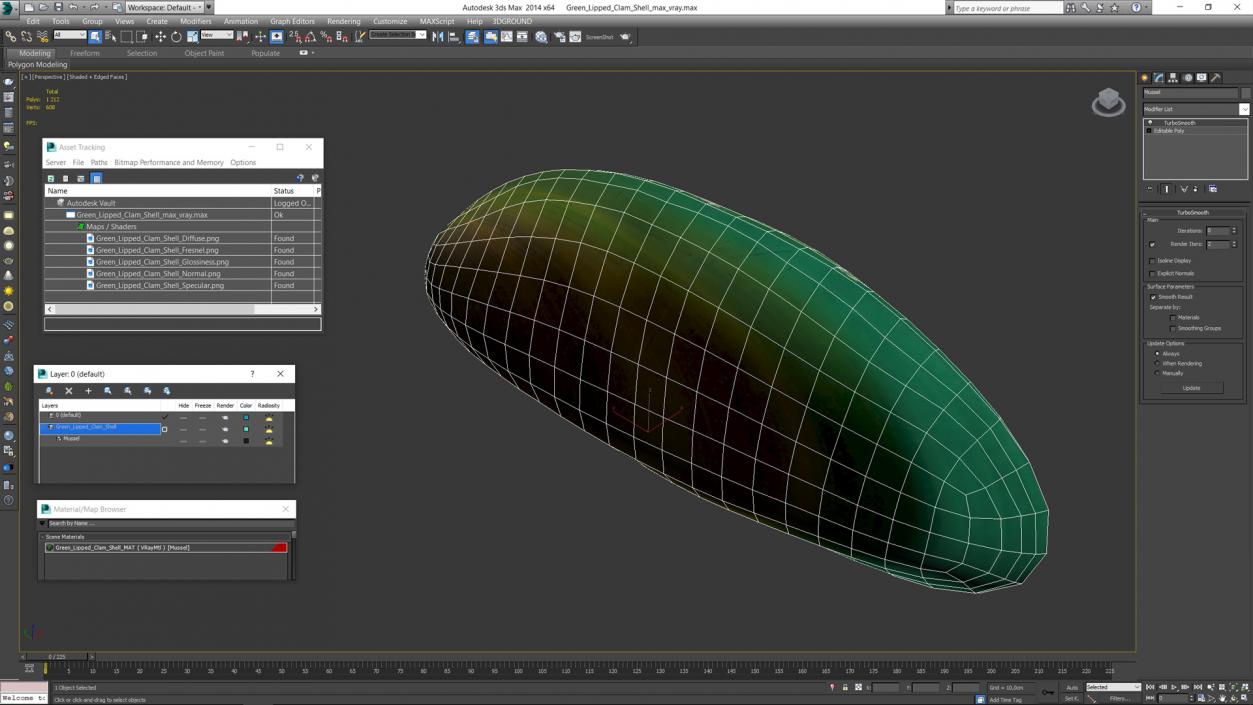 3D Green Lipped Clam Shell model