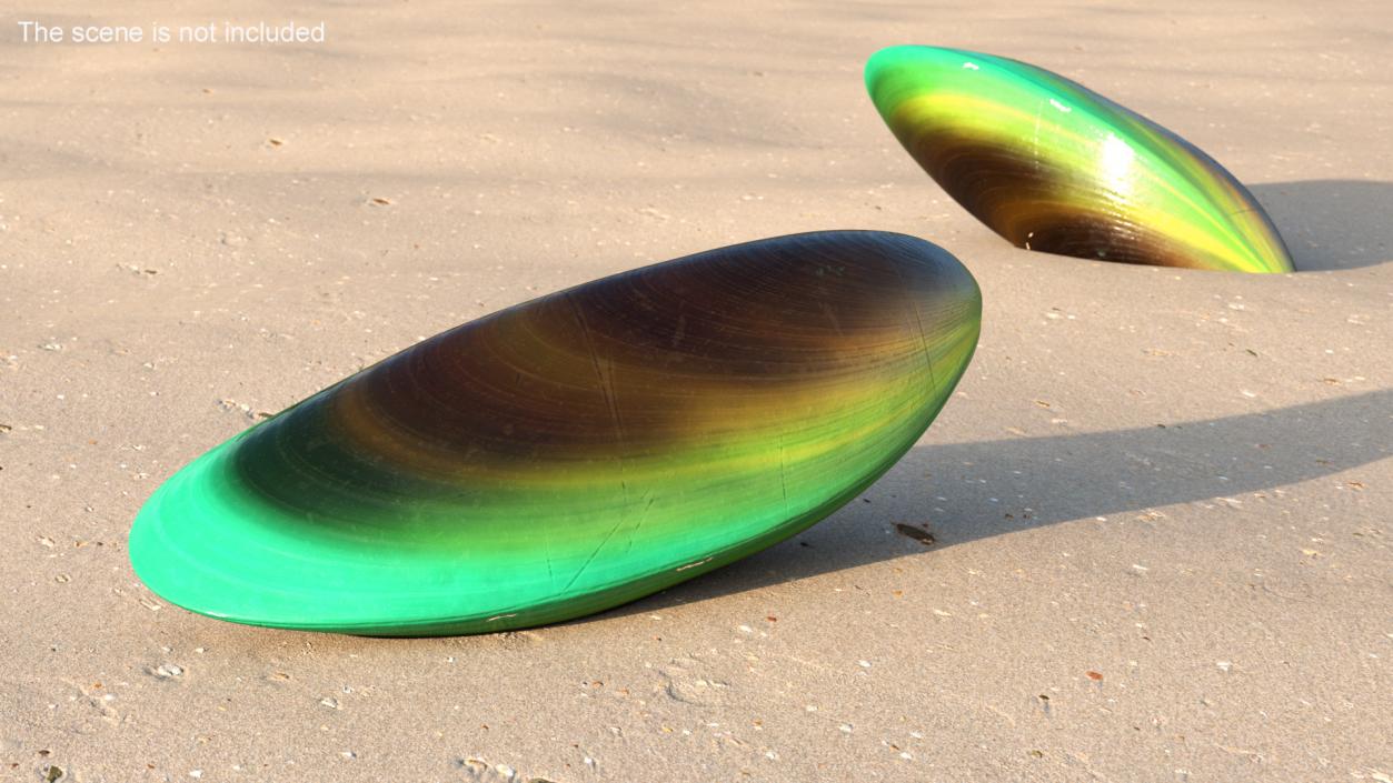 3D Green Lipped Clam Shell model