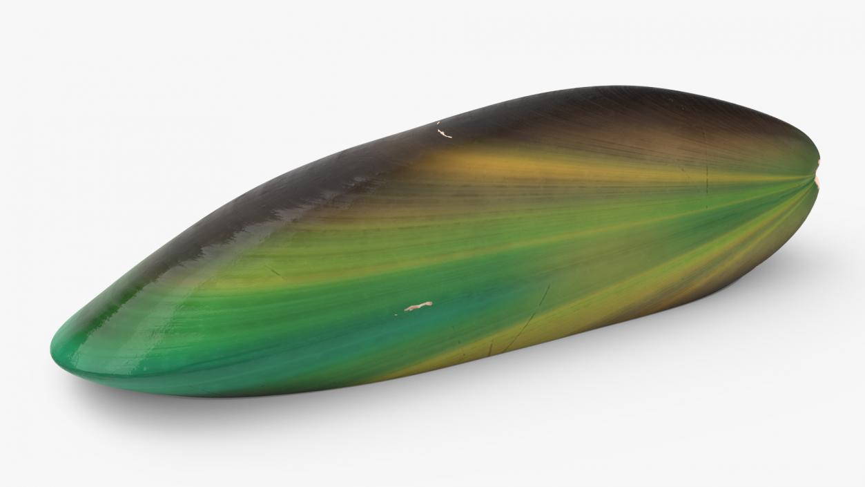 3D Green Lipped Clam Shell model