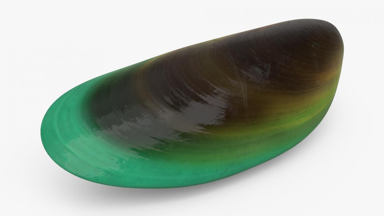 3D Green Lipped Clam Shell model